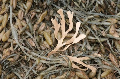 Rockweed (Fucus vesiculosus), Knotted Wrack (Ascophyllum nodosum), Irish Moss (Chondrus crispus)