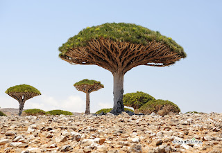 Dracaena Cinnabari