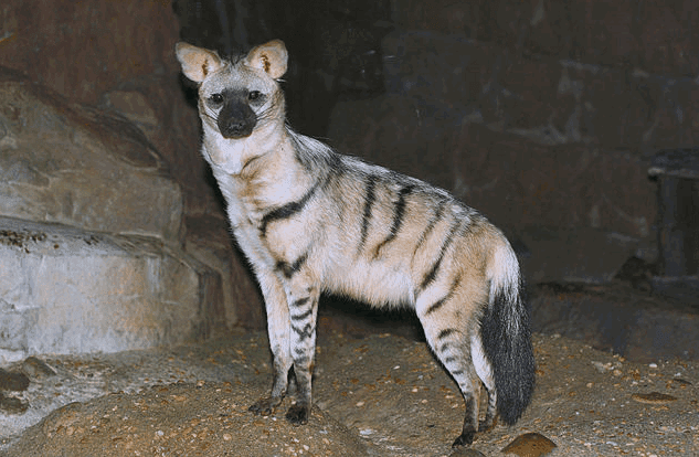 Aardwolf photo download