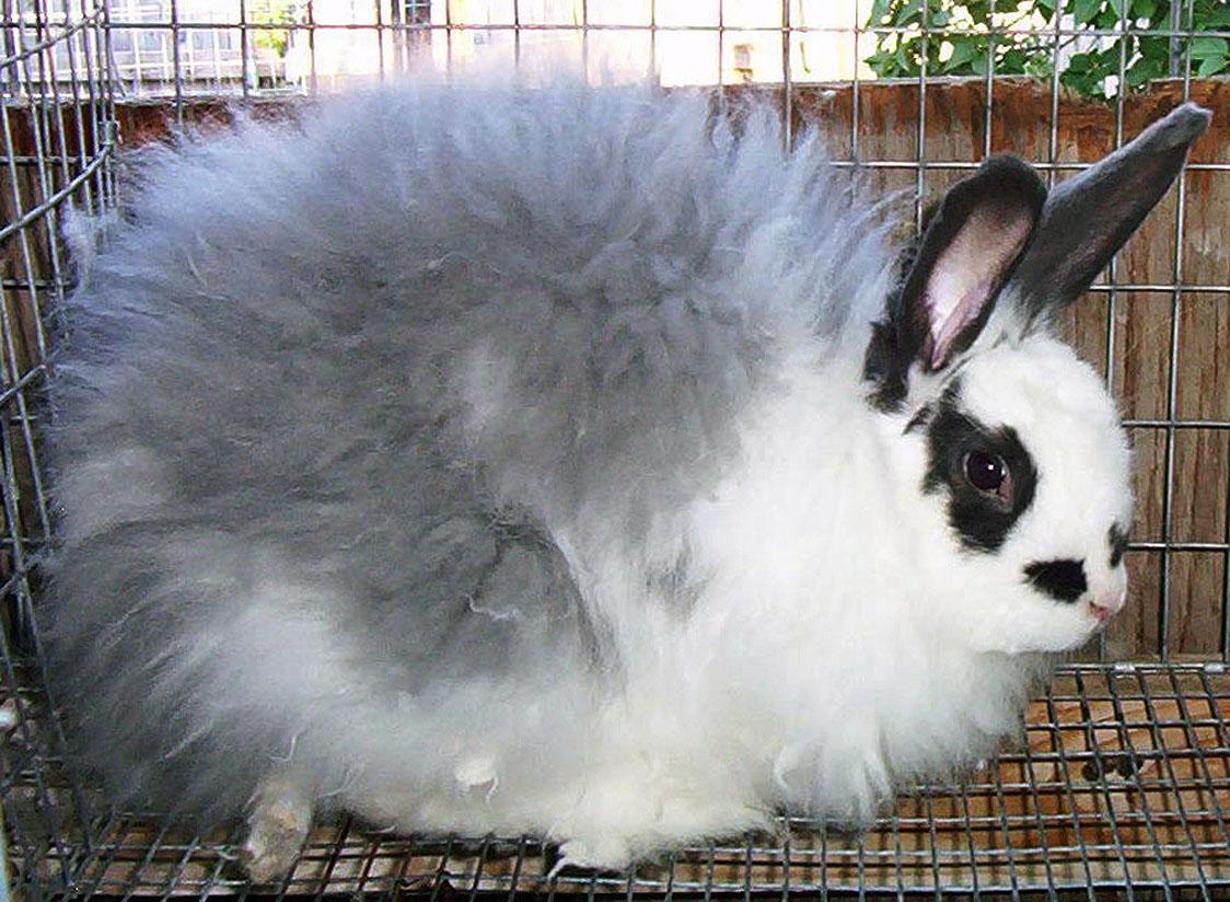 AboiCheney: Angora Rabbits! What the??