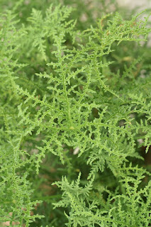Pelargonium glutinosum 'Filicifolium' (Horticole)