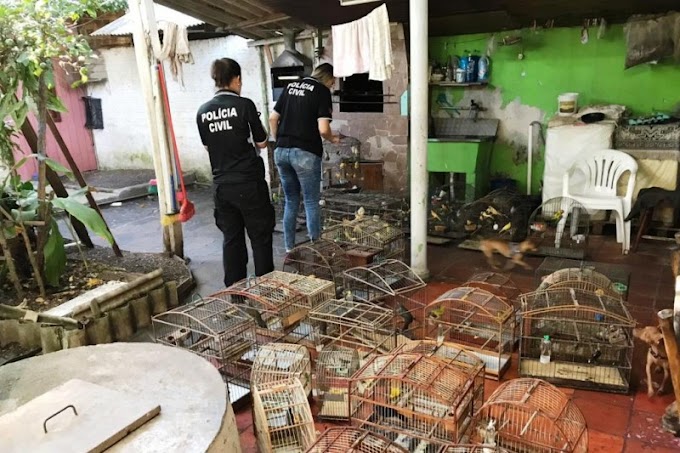 GRAVATAÍ | Polícia Civil apreende 160 aves em cativeiro