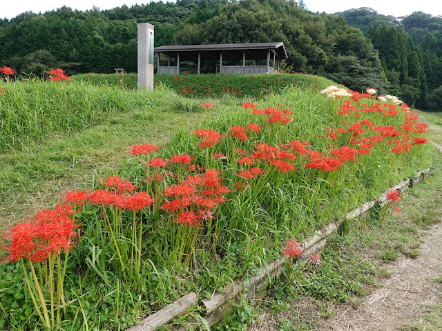 上淀廃寺跡のヒガンバナ（彼岸花）