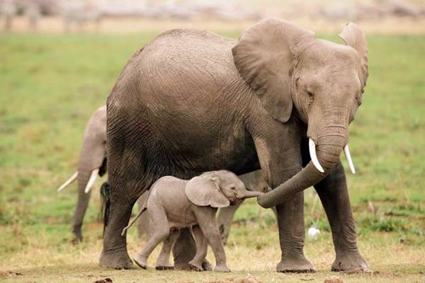 Cute Baby Animals and their Moms â€” The heart of a mother is a deep ...
