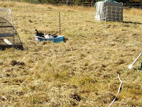 20 wk old Runner Ducks playing in their kiddie pool