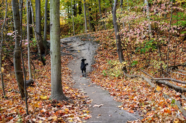 Well-maintained trails through Warden Woods