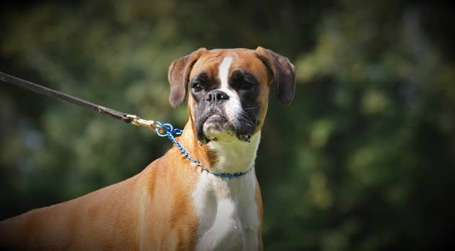 Boxer is among the most popular dogs in the United States.