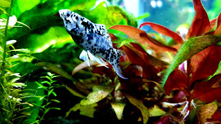 Dalmatian Molly Fish 4K Background