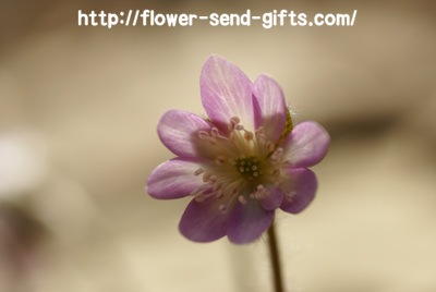 flower-asianliverleafDSC03554