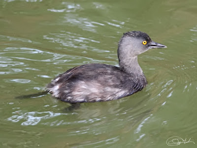 Least Grebe