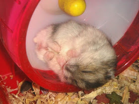 funny animals, sleeping hamster