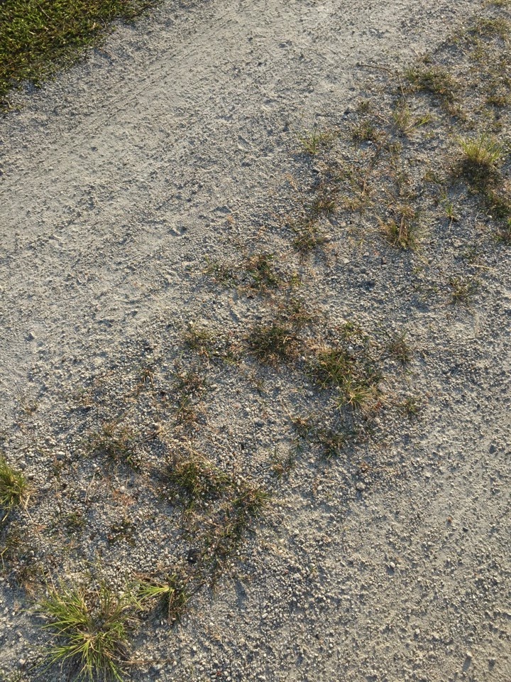IMG 1239