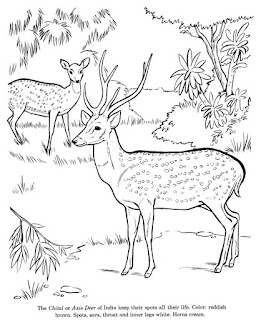 Wild Animal Deer Coloring Pages For Print