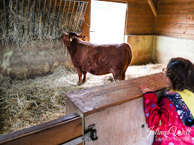 Kinderbauernhof im Center Parcs Bostalsee Kuh im Stall