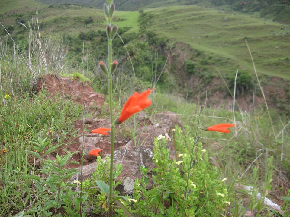 Cosas Mias Plantas Silvestres De La Sierra Peruana