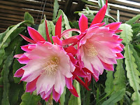 Cactusi de padure - specii de cactus