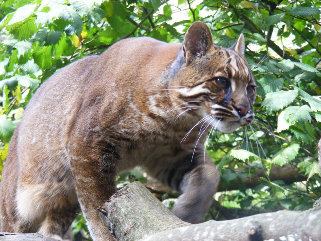 An Asian Golden Cat