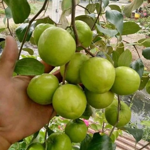 jual bibit apel futsa cepat buah Kalongan