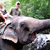 Khao Yai National Park and Elephant Ride Day Trip from Bangkok