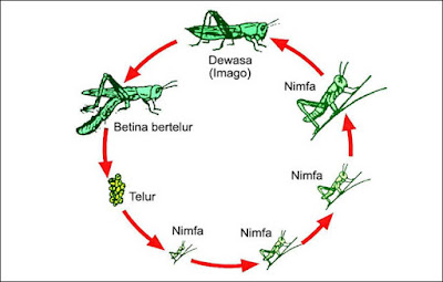 Contoh Metamorfosis Tidak Sempurna