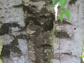 white birch bark