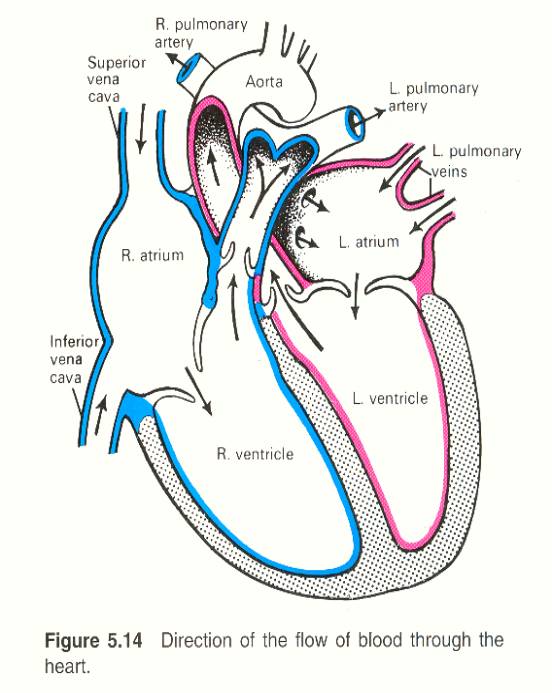 circulatory system diagram blank. circulatory system diagram