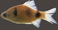 Puntius setnai, indian barb, indian aquatic fauna, indian biodiveristy  