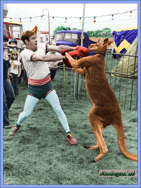 Fairground Kangaroo Boxing 1960's