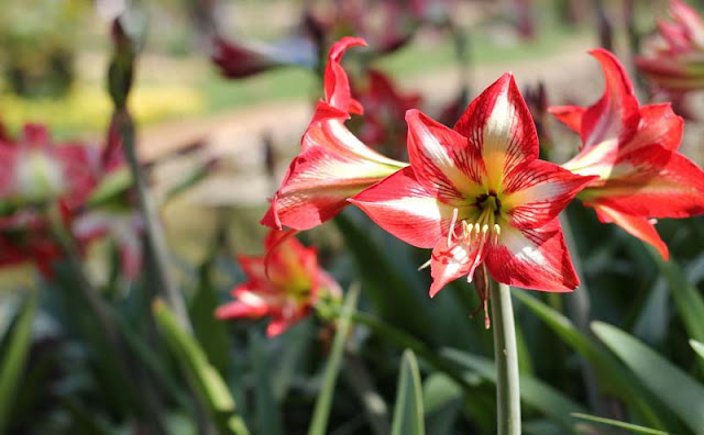 Amaryllis Flowers Pictures