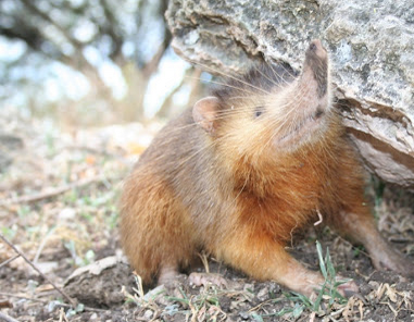 Recognize Solenodon, Poisonous Animals are Very Rare