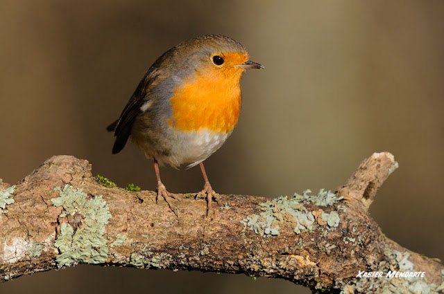 Txantxangorria, Erithacus rubecula, Petirrojo