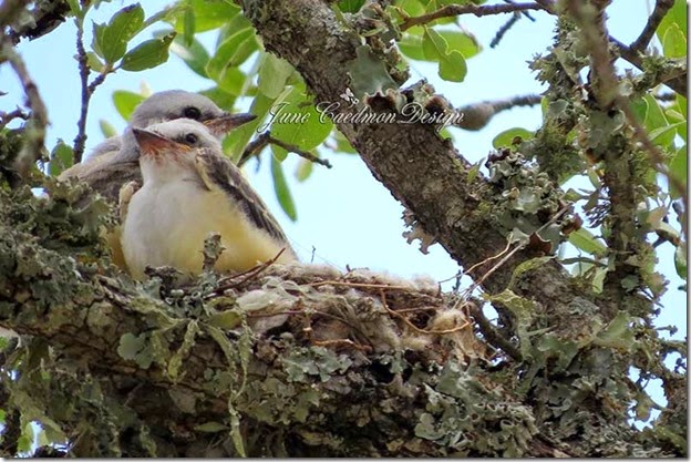 ScissorTail_BabyPair2