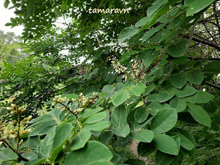 Маакия амурская (Maackia amurensis)