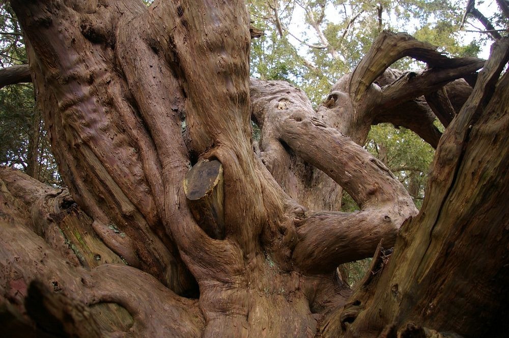 kingley-vale-yew-forest-3 kingley-vale-yew-forest-3