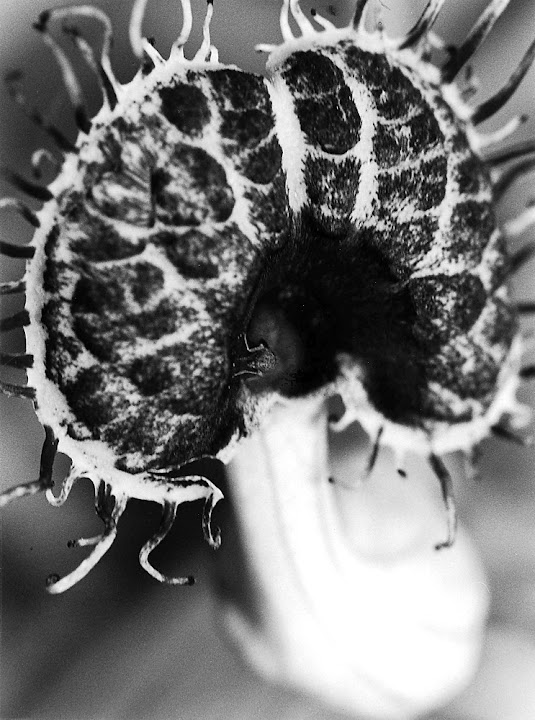 365 photo project, macro red yucca seed pod, Lisa On location photography. New Braunfels, Austin, San Marcos, San Antonio. Karl Blossfeldt