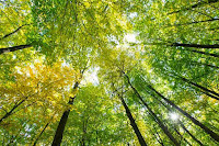 Growing more forests and sequestering carbon in tree trunks and branches would be one way to help achieve carbon goals. (Credit: © Pakhnyushchyy / Fotolia) Click to Enlarge.