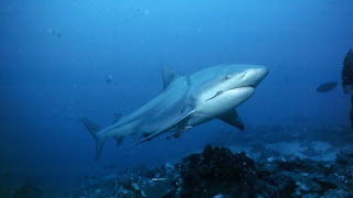 bull shark