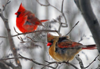 Valentine LoveBirds Wallpaper