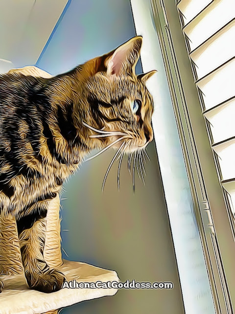 tabby cat staring out the window