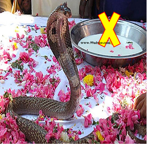 Nag Panchami 2023: नागपंचमी के दिन गलती से भी ना करें ये काम, वरना हो सकता है नुकसान