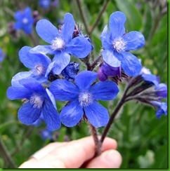 Anchusa azurea