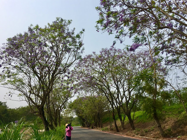 Jacaranda trees tunnel in Chiayi, Taiwan