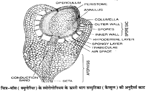 Solutions Class 11 जीव विज्ञान Chapter-3 (वनस्पति जगत)