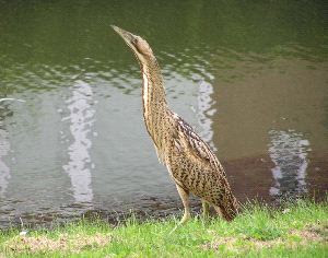 Bird Watching Zaragoza