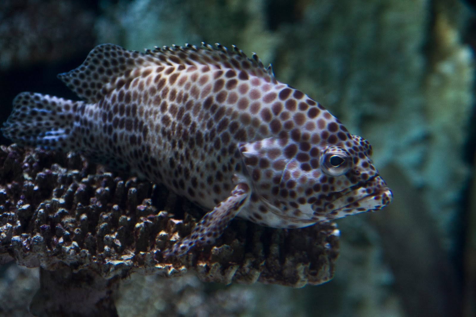 Download this Long Beach Aquarium picture