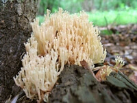 Artomyces_pyxidatus