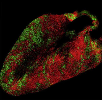 mikroskopia fluorescencyjna