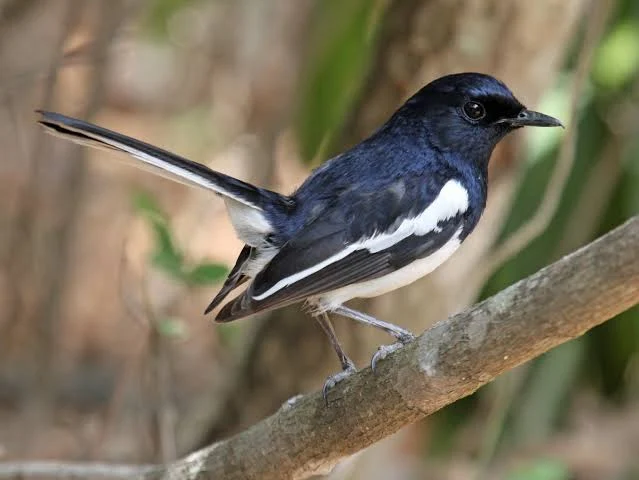 The Oriental Magpie Robin