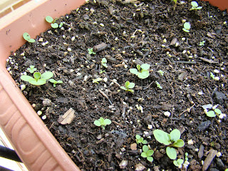 Pensamientos gigante suizo (Viola tricolor 'Maxima').