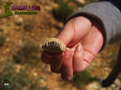 Fósiles de la Sierra de Albarracín